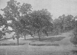 A Bit of the Park at Staunton Hill