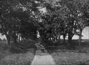 The Ailanthus Avenue of Berry Hill