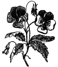 Pansies
